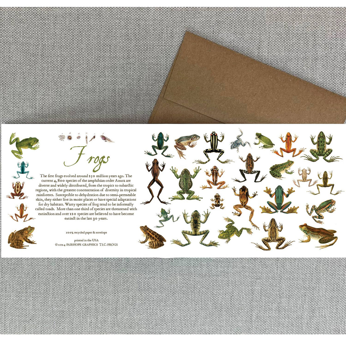 Frogs Card
