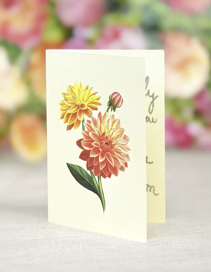 Mini Dahlia Sunrise Pop-Up Bouquet